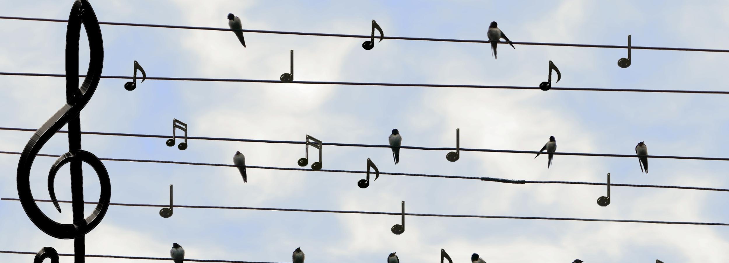 birds-2672101